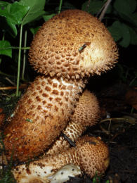 Pholiota squarrosa  001