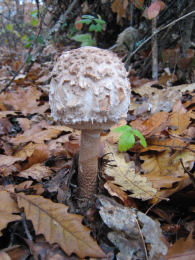 Macrolepiota rhacodes