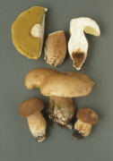 Boletus aestivalis 2 Mushroom