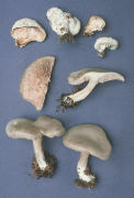 Entoloma abortivum Mushroom