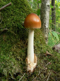 Amanita fulva 8