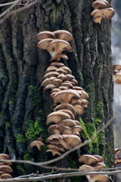 Pleurotus ostreatus 005