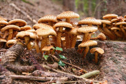 Pholiota squarrosa  001