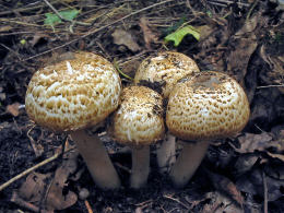 Agaricus bohusii Mushroom
