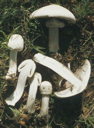 Agaricus arvensis7.jpg