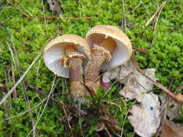 Cystoderma amianthinum 2