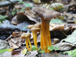 Cantharellus tubaeformis2