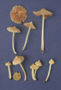 Entoloma murraii Mushroom