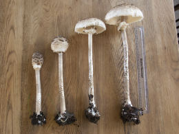 Lepiota procera4