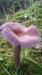 Laccaria amethysteo occidentalis