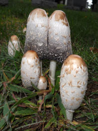 Coprinus comatusF2