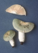 Russula virescens Mushroom