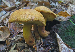 Boletus lignicola