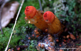 Calostoma cinnabaria3