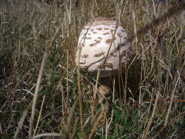 Lepiota procera4