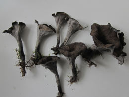 Craterellus cornicupoides 7