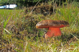 Boletus erythropusF