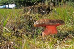 Boletus erythropusF