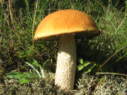 Leccinum versipelle 33