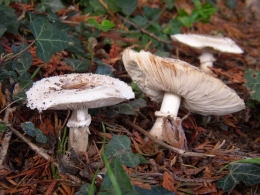 Macrolepiota rhacodes