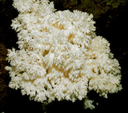 Hericium coralloides2