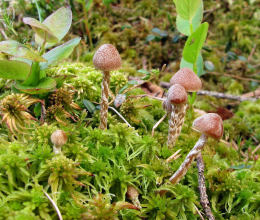 Galerina paludosa 3 Mushroom