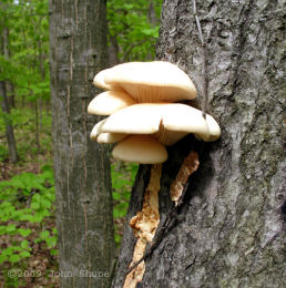 Pleurotus ostreatus 005