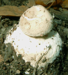 Lepiota procera4