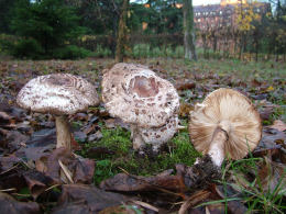 Lepiota rhacodes var hortensis