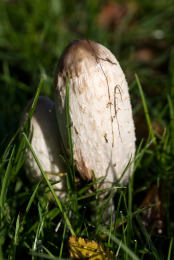 Coprinus comatusF2