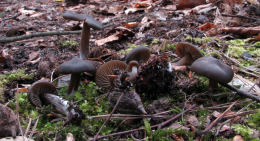 Entoloma Vernum  3 Mushroom