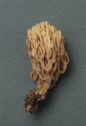 Ramaria stricta Mushroom