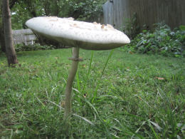 Lepiota procera4