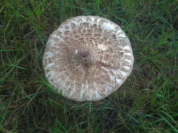 Macrolepiota rhacodes