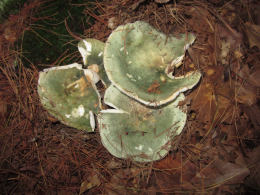 Russula aeruginea4