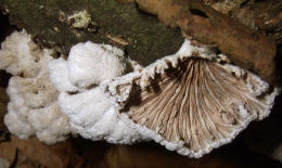 Schizophyllum commune2