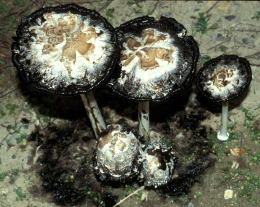 Coprinus comatusF2