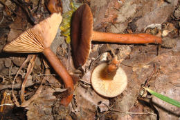 Lactarius camphoratus