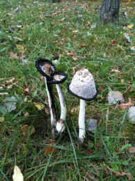 Coprinus comatusF2