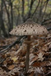 Lepiota procera4