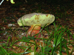 Boletus calopus 2