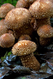 Pholiota squarrosa  001