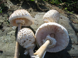 Lepiota procera4