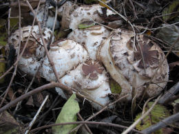 Macrolepiota rhacodes