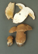 Boletus aestivalis Mushroom