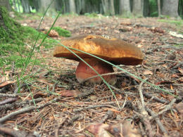 Boletus erythropusF