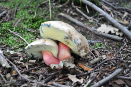 Boletus calopus 2