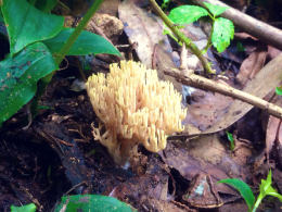 Ramaria formosa