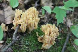 Ramaria aurea