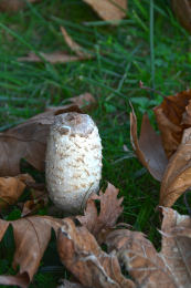 Coprinus comatusF2